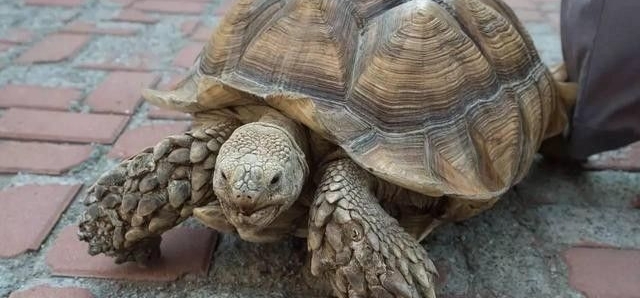 ��Ѯ���̴��޹�����ɷ羰��������̫�ã����������˼���