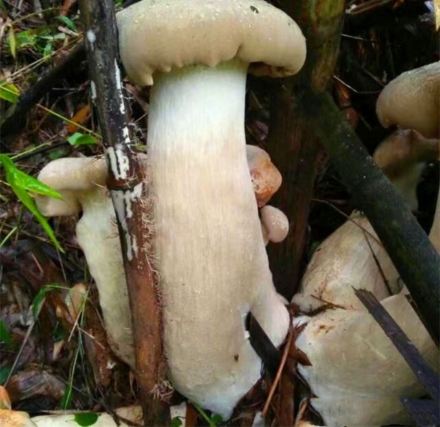 ���ý���ɽ��Ģ���������з�����һ�Ѱ�ɫ�Ķ�������������