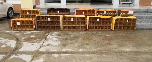 �ϰ�ֻҰ����ü�����롰���ڡ� ����ɭ������ץ�������ħ