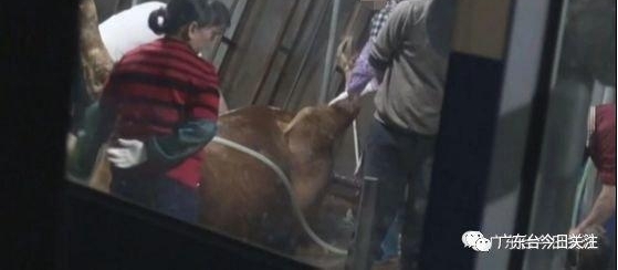 ���ˣ���ݸ������������������עˮţ��