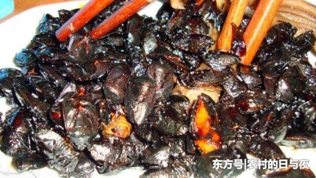 农村有种虫子“臭过屁”,农民非常厌恶,殊不知它对男性有大帮助