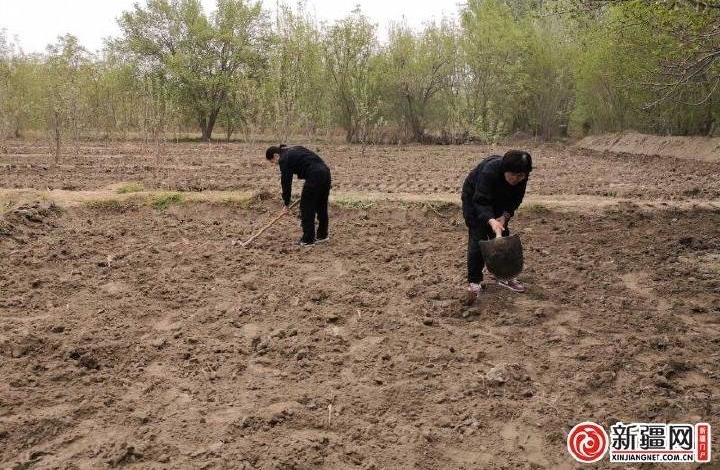 【民族团结一家亲】“果子熟了请来吃”