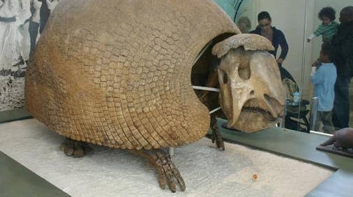 河边发现长满黑色鳞片的“石蛋” 经鉴定约一万年前古老生物