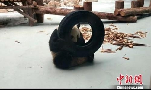 ���ͺ�����ֻ���仧����è���������������� �����硱����