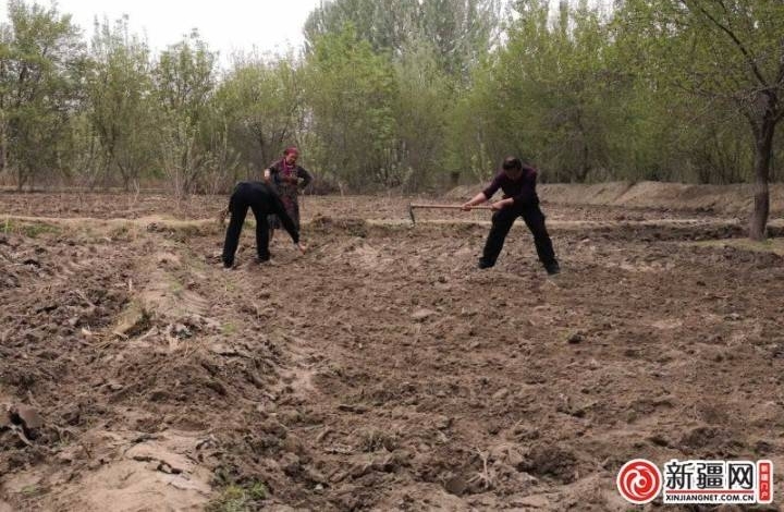 【民族团结一家亲】“果子熟了请来吃”