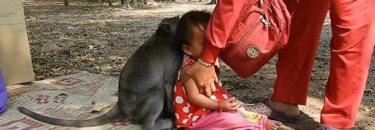 小妹妹在公园玩耍,没想到回家时猴子抱住女孩不让走,众人笑喷