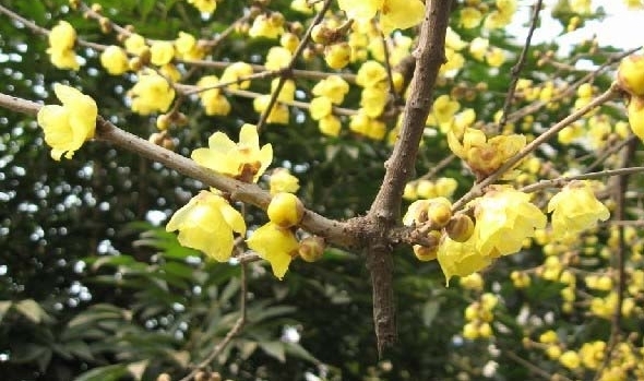 ũ�峣��һ��ֲ��ѩ���￪�������ܽг�����������