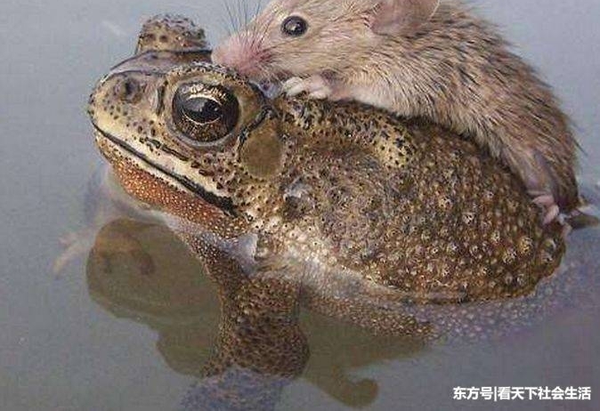 �����ںӱ����棬��������ſ�����ܱ��ϣ��������ɵ����