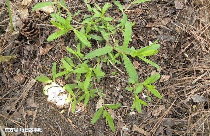 农村这3种野菜清香鲜美,能治血热血瘀,消化不良,一起来看看吧
