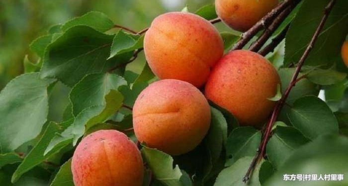 ���¼�Ϊ������һ�ֹ��ӣ�ר�ҷ����еֿ���ϸ��������