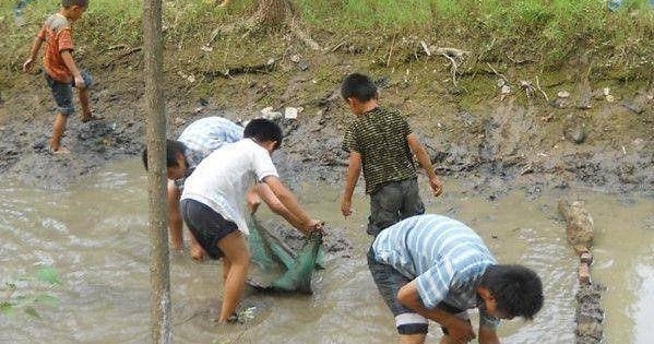 为什么臭水沟里能生出许多鱼?今天总算弄清楚了