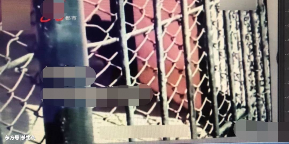 带孩子进笼与熊合影被疑享特权 园方:是员工