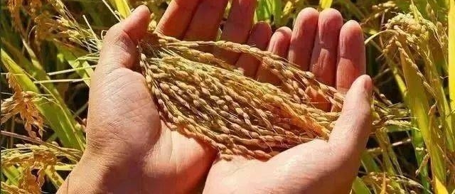 �����顿һλ�鶴΢�������ũ�塰�Ŀࡱ�������ģ���