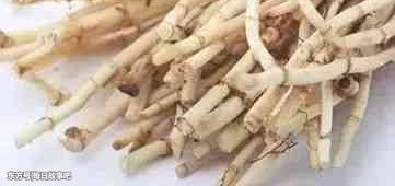 农村这3种野菜清香鲜美,能治血热血瘀,消化不良,一起来看看吧
