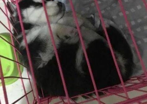 在路边捡了一只小奶狗回家,朋友见了吓一跳让我赶紧扔了!