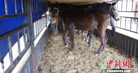 探访四川德昌马帮:全国各地都曾留下足迹