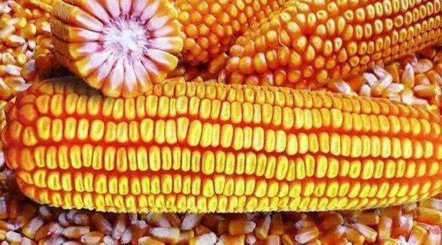 �������׺Ͱ��������ĸ������ߣ�ũ�����Ѹ���ôѡ��