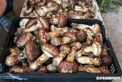 ũ������Ұ�˼������һ��������Ԫ�������ڽ�24Сʱ
