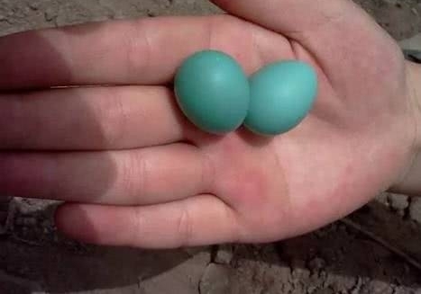 ����ð���������Ӻ�Ū���ѣ����һ��С�ĸ���������