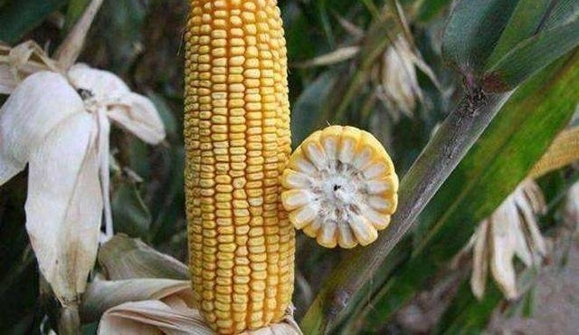 �������׺Ͱ��������ĸ������ߣ�ũ�����Ѹ���ôѡ��