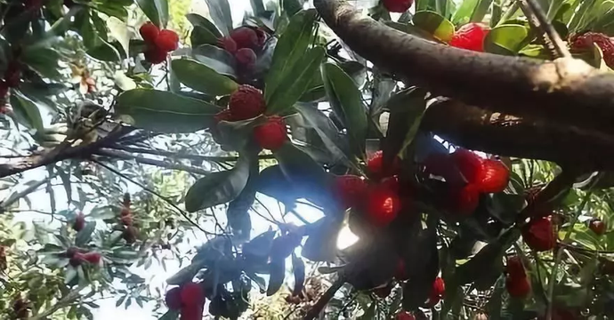 ���Ӿƺ�ˤ������ ����:����ͬ���赣��