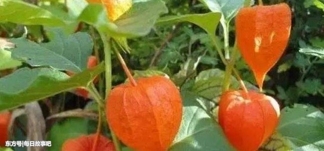 农村这3种野菜清香鲜美,能治血热血瘀,消化不良,一起来看看吧