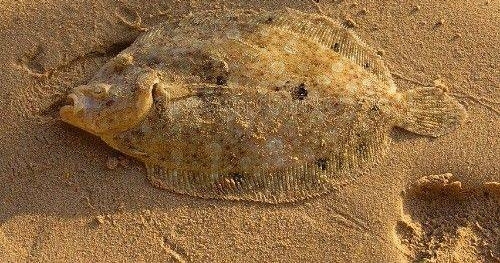 ����αװ�����治һ�㣬�ѹֱ���Ϊαװ��ʦ