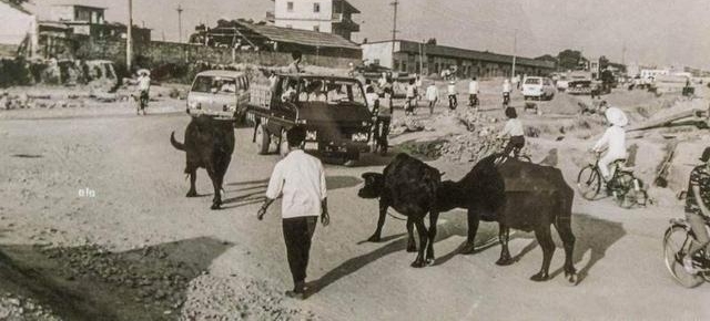 一组80年代的深圳老照片,或许谁也没想到今天会发展这么快!