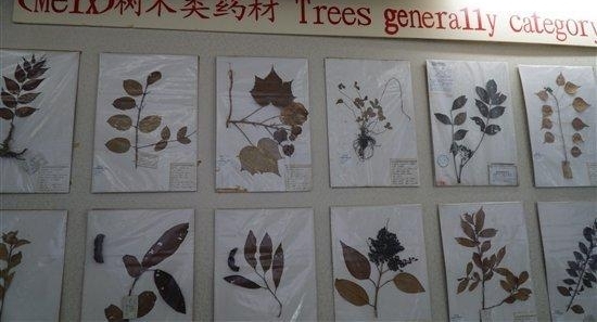 һ������С���붱ҽҩ�Ĳ���֮Ե