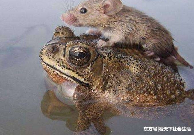 �����ںӱ����棬��������ſ�����ܱ��ϣ��������ɵ����