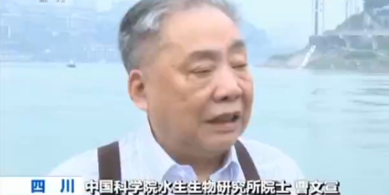 农业农村部拯救长江鲟行动计划启动