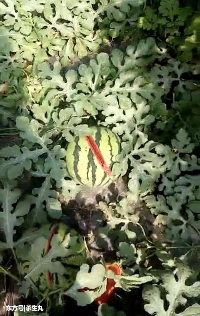 ���ϳ�����������ȴ���ⶾ�� һҹ֮�䱻����