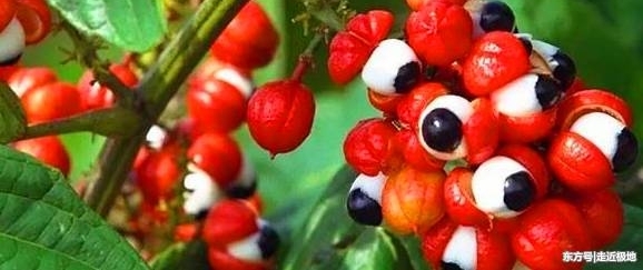 ����ֲ�ﳤ�����۾��Ĺ�ʵ���񱻺ܶ���ע���ŵĸо�