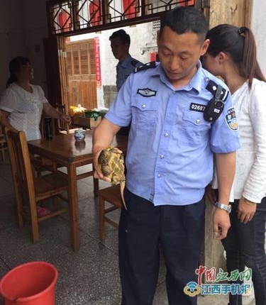 婺源源头古村溪中惊现一只长着鹰嘴的龟