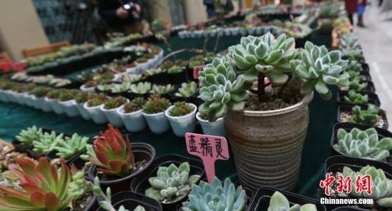 多肉植物会致幻?专家表示:有毒的只是“小众”