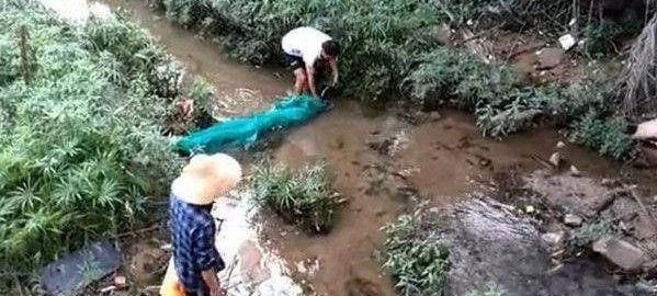 为什么臭水沟里能生出许多鱼?今天总算弄清楚了