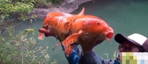 ������ˮ���е���һ����ɫ���㣬��ϸһ���������˻���