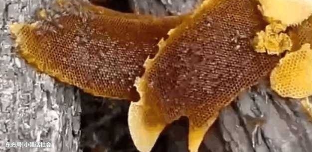 ������ɭ�ּ�������־�����Ū���󿴵���ͷ�Ķ�������Ц������