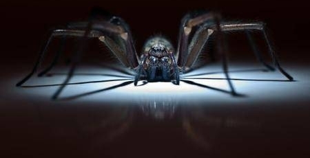 男子撬开地下一个酒瓶盖,打开后却发现剧毒生物