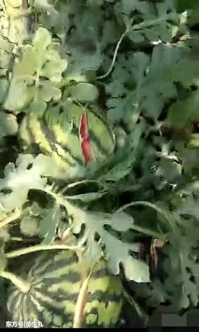 ���ϳ�����������ȴ���ⶾ�� һҹ֮�䱻����