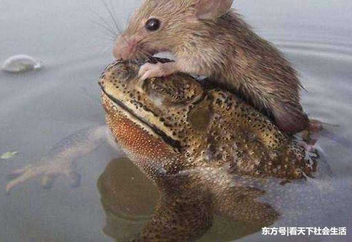 �����ںӱ����棬��������ſ�����ܱ��ϣ��������ɵ����