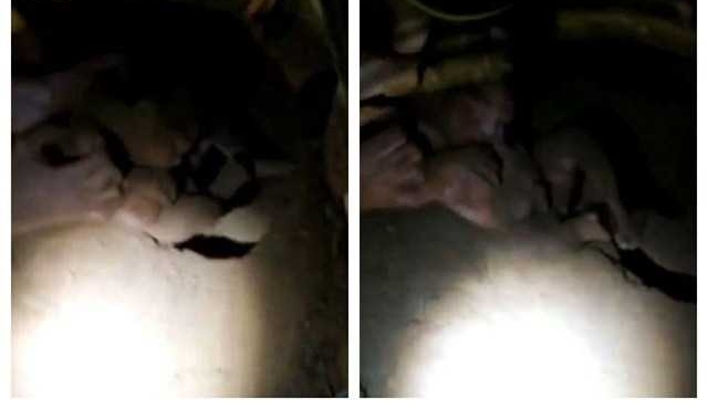 巴西新生女婴被亲人活埋 8小时后出土奇迹生还