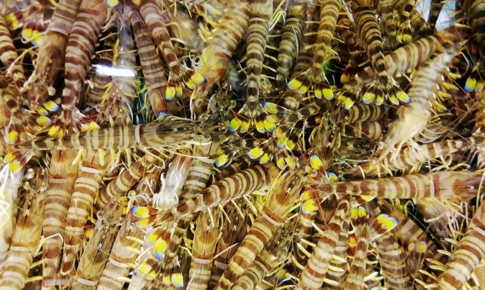 �ļ������������� ���籭����ơ�ƽھٰ� ���ൺ����զ׼����