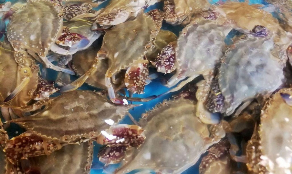 �ļ������������� ���籭����ơ�ƽھٰ� ���ൺ����զ׼����
