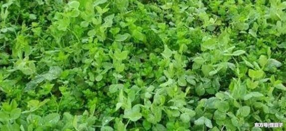 起早摸黑,菜农的日常!