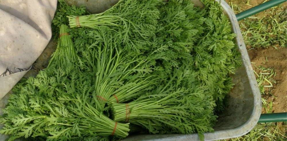 ũ���˽�40����������ջ��߲ˣ������죬Ϊɶ�����ź��·���