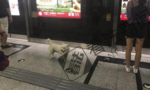 小白狗误入地铁站徘徊许久后自行离开 身旁无主人