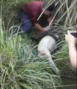 昨天大埔一条大蟒蛇吃了三只鸡,洲瑞隔壁的蟒蛇准备吃羊…