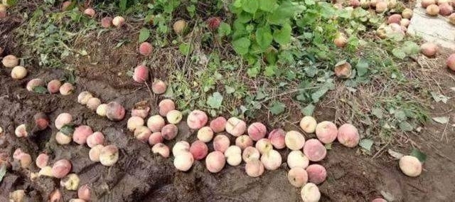 农村这种水果,烂在树上也没人要,城里人却说太贵买不起!