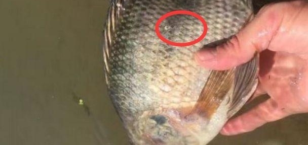 女子买鱼炖汤,将鱼杀死后却发现鱼肚越来越鼓,剖开一看,愣住了